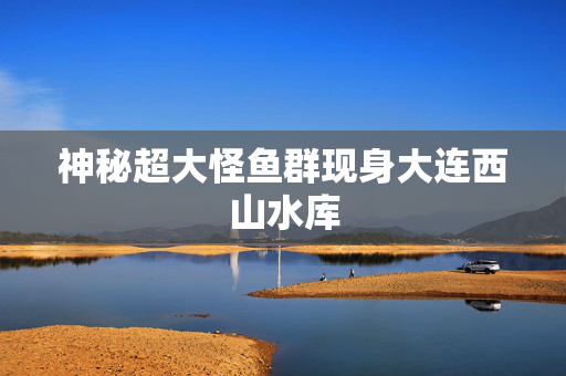 神秘超大怪鱼群现身大连西山水库