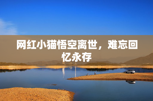 网红小猫悟空离世，难忘回忆永存