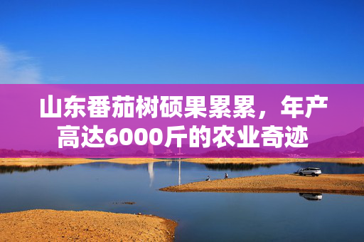 山东番茄树硕果累累，年产高达6000斤的农业奇迹