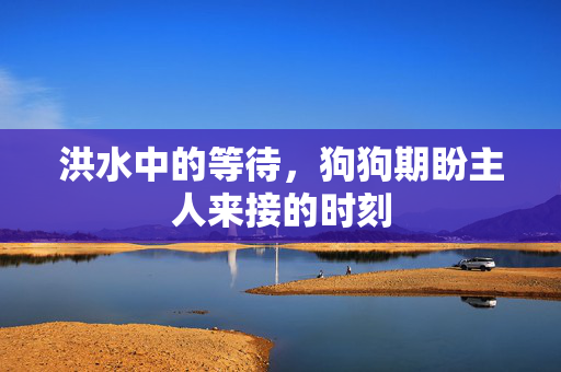 洪水中的等待，狗狗期盼主人来接的时刻