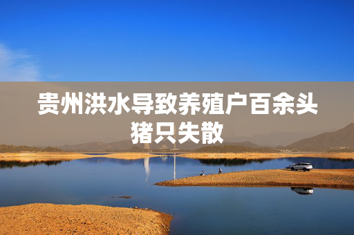 贵州洪水导致养殖户百余头猪只失散