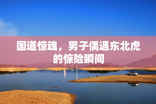 国道惊魂，男子偶遇东北虎的惊险瞬间