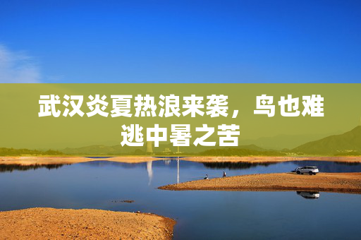 武汉炎夏热浪来袭，鸟也难逃中暑之苦