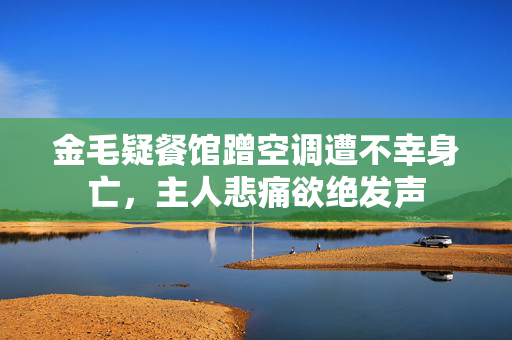 金毛疑餐馆蹭空调遭不幸身亡，主人悲痛欲绝发声