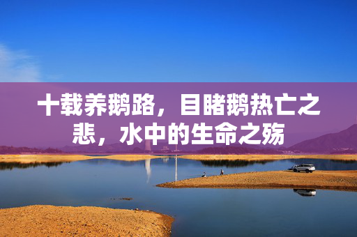 十载养鹅路，目睹鹅热亡之悲，水中的生命之殇