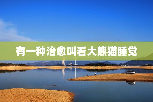 有一种治愈叫看大熊猫睡觉