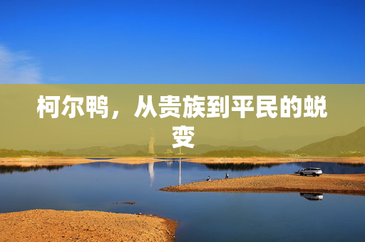 柯尔鸭，从贵族到平民的蜕变