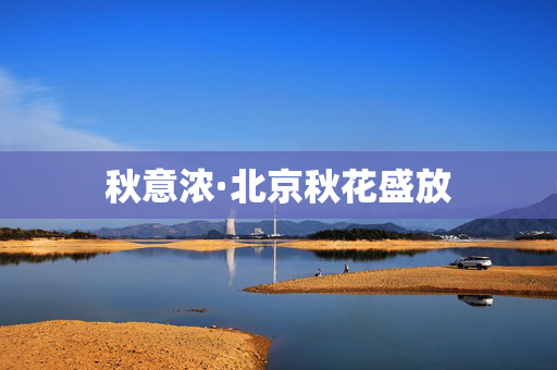 秋意浓·北京秋花盛放