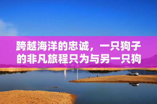 跨越海洋的忠诚，一只狗子的非凡旅程只为与另一只狗的宿命对决