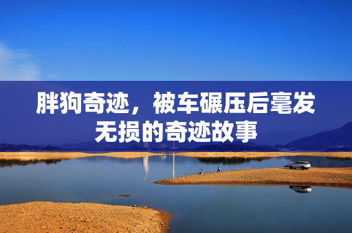 胖狗奇迹，被车碾压后毫发无损的奇迹故事