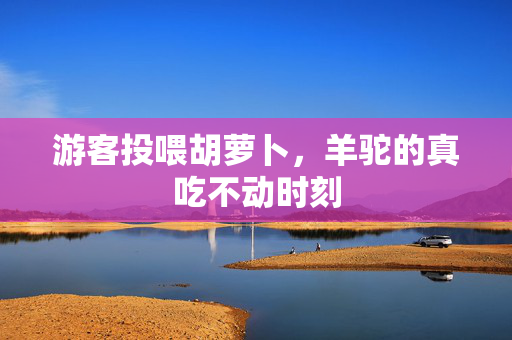 游客投喂胡萝卜，羊驼的真吃不动时刻