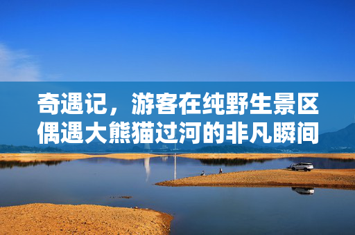 奇遇记，游客在纯野生景区偶遇大熊猫过河的非凡瞬间