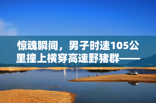 惊魂瞬间，男子时速105公里撞上横穿高速野猪群——一场人与自然的惊险交锋