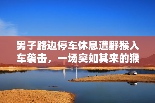 男子路边停车休息遭野猴入车袭击，一场突如其来的猴急事件
