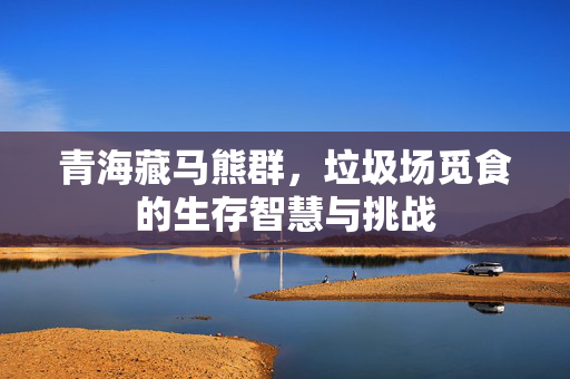 青海藏马熊群，垃圾场觅食的生存智慧与挑战