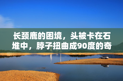 长颈鹿的困境，头被卡在石堆中，脖子扭曲成90度的奇迹