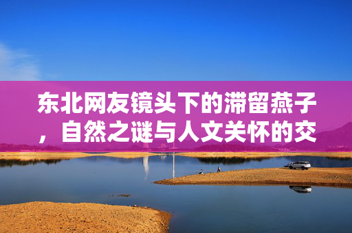 东北网友镜头下的滞留燕子，自然之谜与人文关怀的交织
